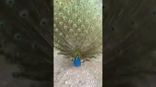 🦚 Plumage of Male Peacocks. | Interesting Facts #Shorts