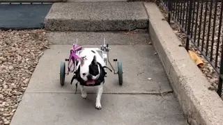 Adorable French Bulldog Gets New Wheelchair