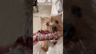 A traqueia bovina ajuda a limpar os dentes e diminuir o estresse em c&atilde;es. ￼