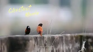 𝗧𝗵𝗲 𝗰𝗵𝗲𝘀𝘁𝗻𝘂𝘁 𝗺𝘂𝗻𝗶𝗮(𝙇𝙤𝙣𝙘𝙝𝙪𝙧𝙖 𝙖𝙩𝙧𝙞𝙘𝙖𝙥𝙞𝙡𝙡𝙖)