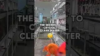 Secret to a crystal clear aquarium #aquariumhobby #fishkeepinghobby #fishtank