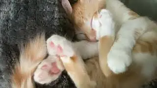 Kitten Growling In His Sleep