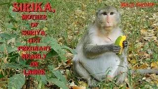 Pregnant monkey Sirika Will Be on Labor very soon | Mila group monkey