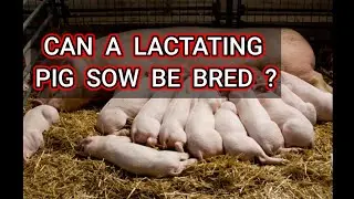 CAN A LACTATING PIG SOW BE BRED  ??#pigs #pigindustry #pigraising