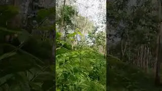 pohon pala tinggi 2 meter lebih