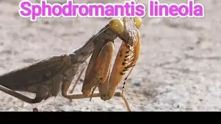 Sphodromantis lineola #animals #animal #shorts #shortvideo #wildlife #jungkook #viralvideo #latest