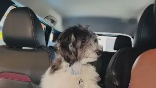 Havanese Dog Car Ride