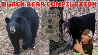 WNC Black Bear Compilation - Break's Trail Camera -