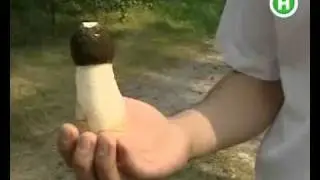 ЗаГРИБай здоровье