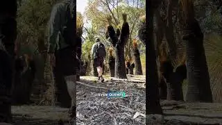 A Secret Nature Walk Just Minutes from Perth 🌳