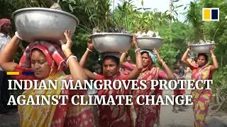Indian women plant thousands of mangrove trees to defend coastal villages against cyclones
