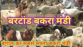 Bartand bakra mandi/बरटांड बकरा मंडी chasmore bangal #bartandbakramarket#goatmarkrt