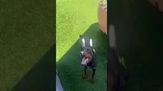 Ever owned a Doberman?&hellip; You already know 👀 Security guard hours
