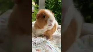 Sweet guinea pig squeak from Gwendolyn