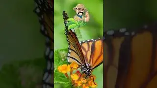 What a Beautiful Butterfly - Nature Videos for Kids