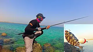 طريقة صيد سمك الصافي او السيجان من على الشاطئ بطريقة بسيطة - How to catch rabbitfish without reel