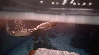 水下摄影融创海世界
