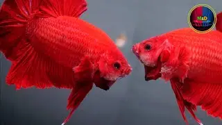 Red betta fish tank | Most Beautiful fight fishs