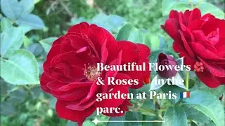 Beautiful / Flowers / Roses / Garden / Parc / Paris / Charlie Allin vlogs
