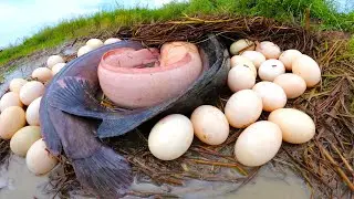 top fishing, best hand fishing, catching fish in rice field by hand