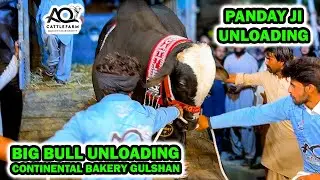 BIG BULL UNLOADING | Continental Bakery Gulshan Panday Ji of AQ Cattle Farm Unloading