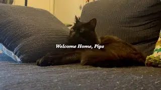 Welcome Home, Pips
