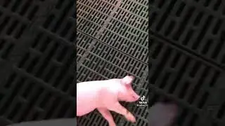 Ferkel Schl&auml;ft