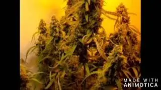 ledhydroponics Skyline 400w mk1 & D P AutoColorado Cookies