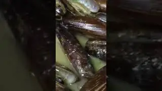 Date shells, close up, food forbidden by law