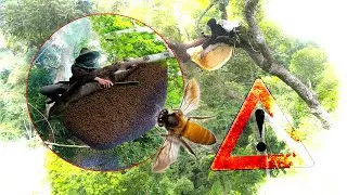 The Journey to Harvest Wild Honey (Apis dorsata) &ndash; Dangerous but Worth It!