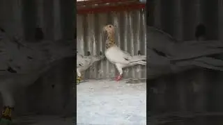 Иранские голубы #pigeon #голубеводство #music #repost #pigeonlover #video