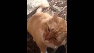 Calvin the talking lion cat americas got talent audition