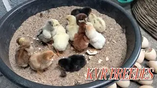 //KVR BREEDES venkat#please subscribe me#viral video 
