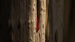 Why Does This Tree Bleed? 🌳 Socotra Dragon&rsquo;s Blood Mystery