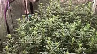 Day 30 Flower: HLG550 + GMO Cookies