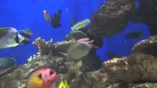 黒潮　Japanese Current　新江ノ島水族館 Enosima　Aquarium