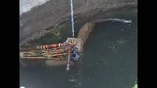 Clever Leopard    Fall in well trying for escape,   Run away from Cage