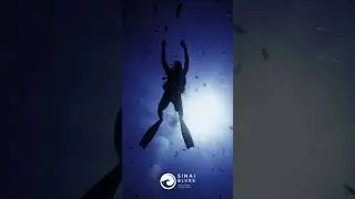 Good Morning🤿Scuba Diving  - Red Sea Marine Life - Egypt