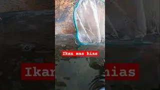#ikanmas #ikanhias #ikanpeliharaan #underwater #shorts