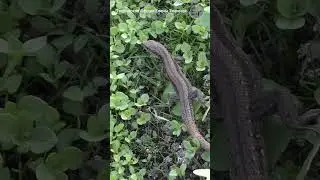 Маленький дракон #shorts #живородящаяящерица #ящерица #природа