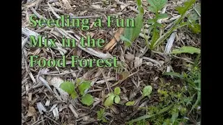 Seeding a Food Forest Fun Mix