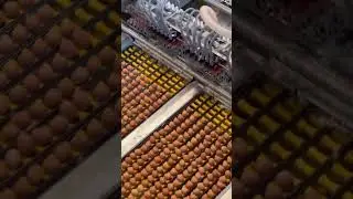 High-Speed Egg Packing Line | Automated Egg Grading & Stacking