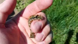 Травяной коконопряд. Euthrix potatoria (Linnaeus, 1758).
