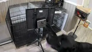 Service Dog Task Training - Labrador Retriever