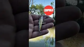 Movimento e prova del COUNTDOWN TROUT vintage di RAPALA #shorts #fishing