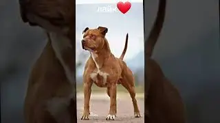собаки🤩
