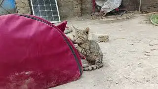 I am trying to help a sick, weak kitten. Get well soon.