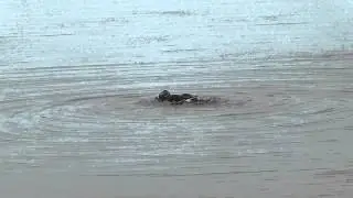 Vroege Vogels - Badderende kuifeend