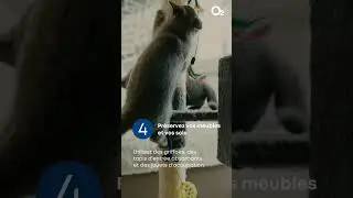 🐾 M&eacute;nage et animaux de compagnie : comment garder une maison propre au quotidien ?