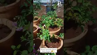 Newly installed project 😍 #plantsdecorsvg #sivagangai